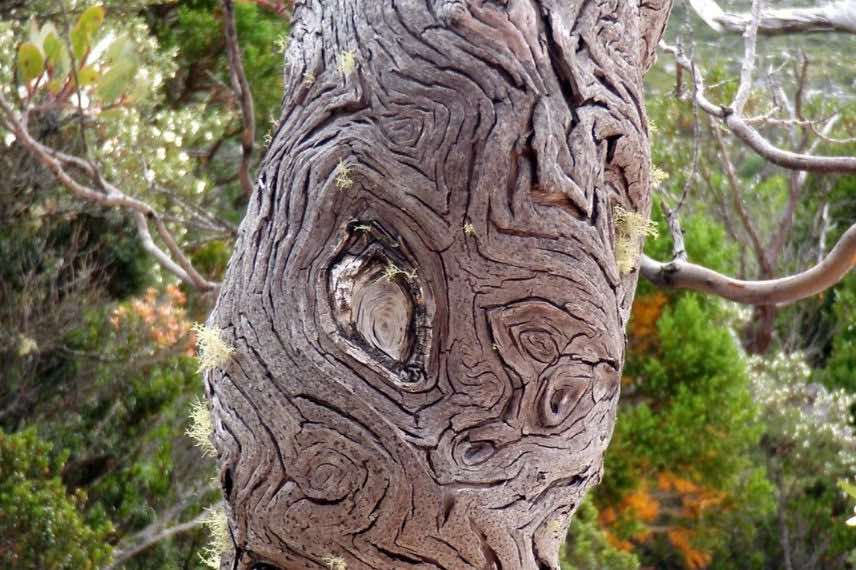 Tronc eucalyptus vernicosa Mt Hart