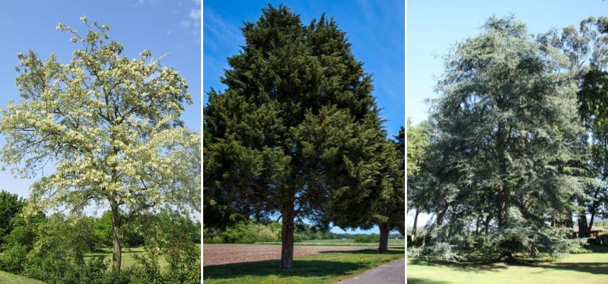 Robinia pseudoacacia, Juniperus virginiana et Cedrus atlantica