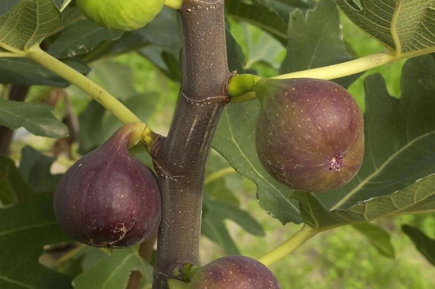 Figues Rouge de Bordeaux