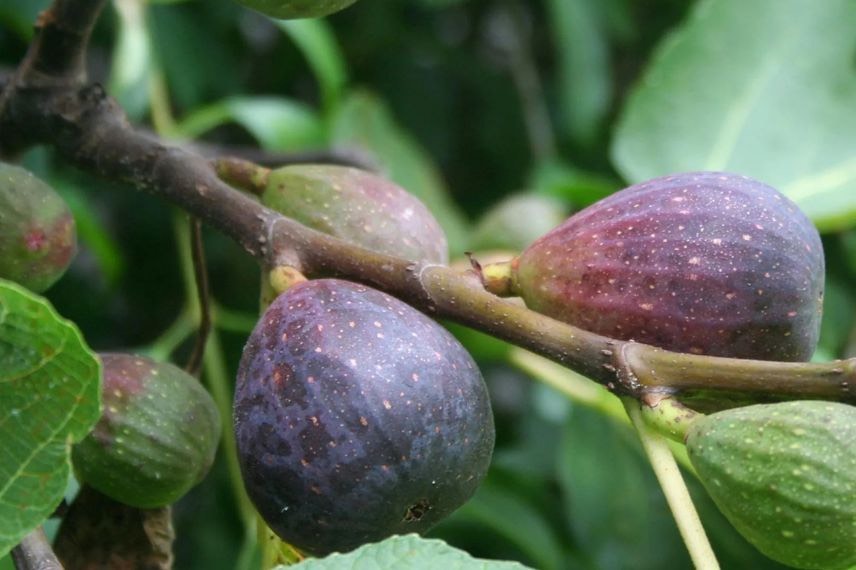 Figuier Violette de Sollies