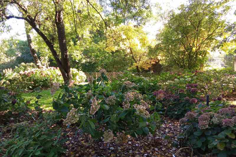 collection hydrangeas Angers