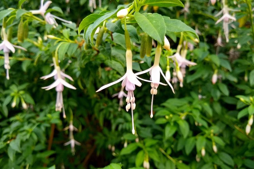 fleurs rose pâle fuchsia 