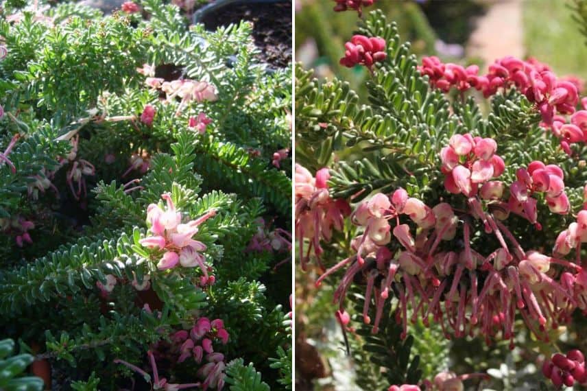 floraison d'hiver Grevillea lanigera 'Mount Tamboritha'