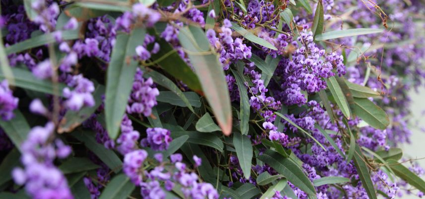 fleurs d'hardenbergia