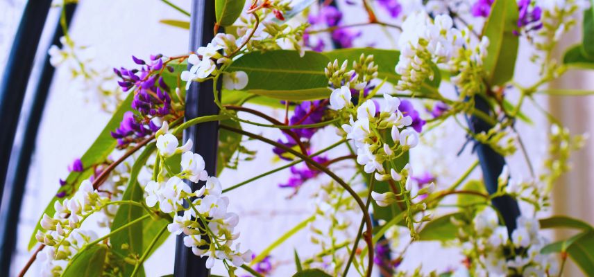 fleurs violettes et blanches Hardenbergia