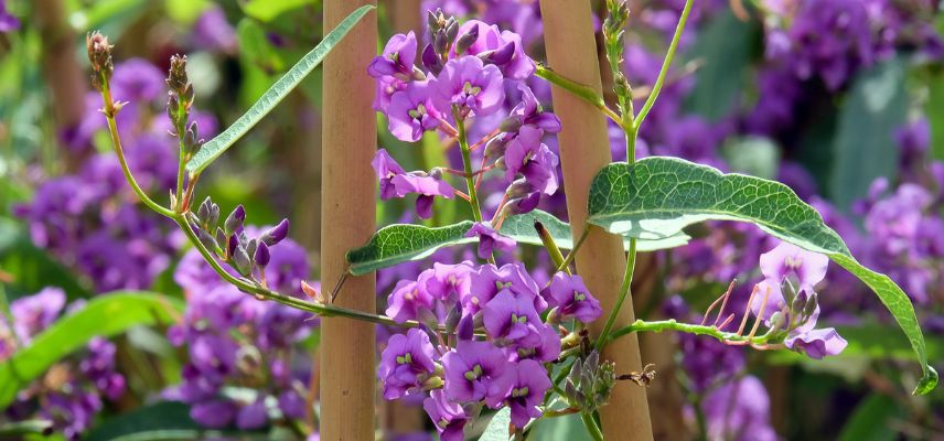 un hardenbergia au moment de sa floraison