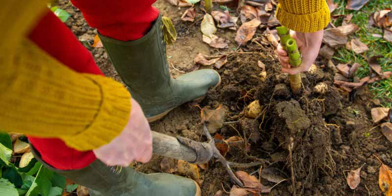 Déterrer un dahlia pour l'hiverner