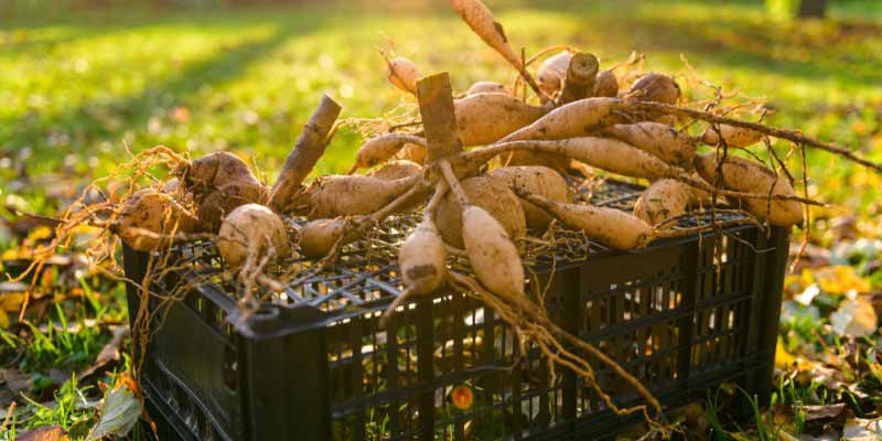 Tubercules de dahlias