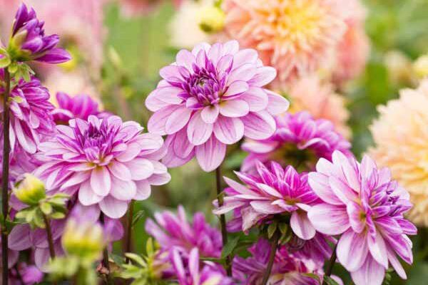 Comment hiverner les dahlias pour les protéger du gel ?