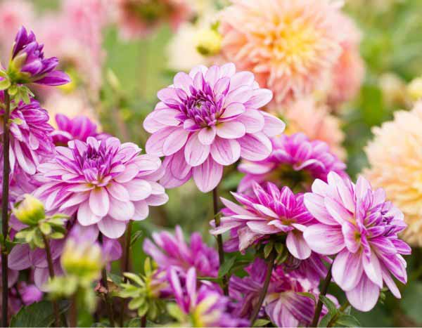 Comment hiverner les dahlias pour les protéger du gel ?