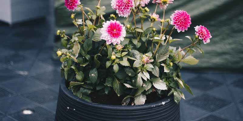 Hiverner un dahlia cultivé en pot