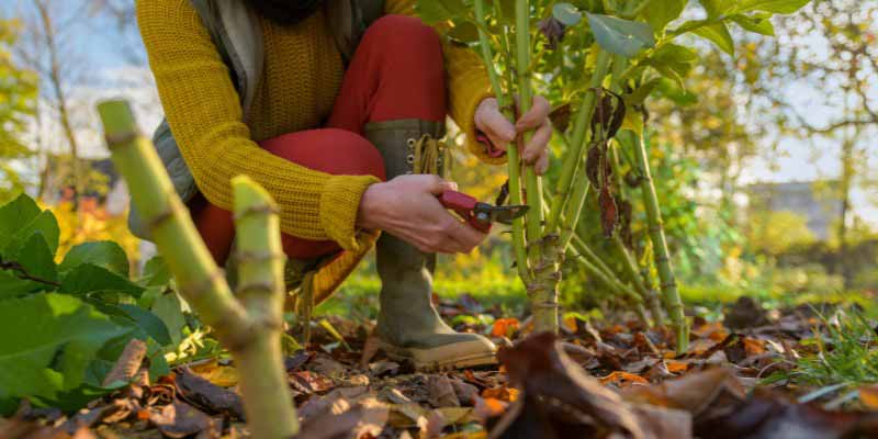 Comment hiverner les dahlias