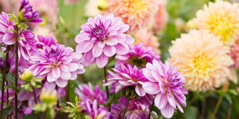 Comment hiverner les dahlias