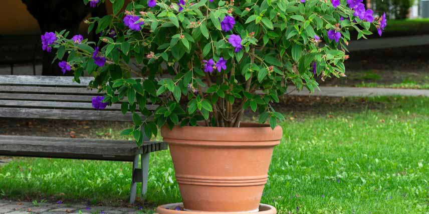 Hiverner un Tibouchina cultive en pot