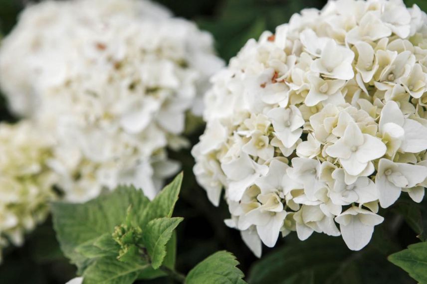 fleurs blanches d'hortensia