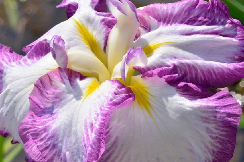 fleurs d'iris blanche et pourpre