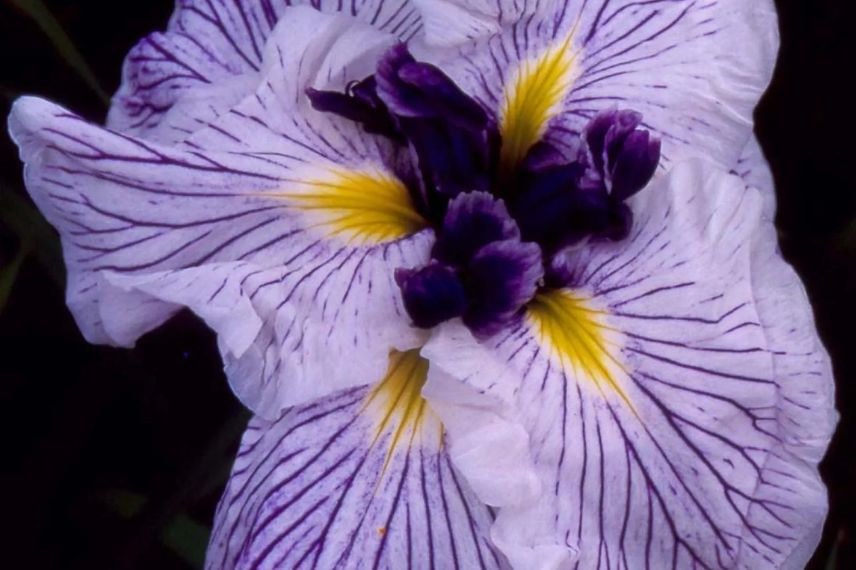 fleur d'iris du japon veinée de violet