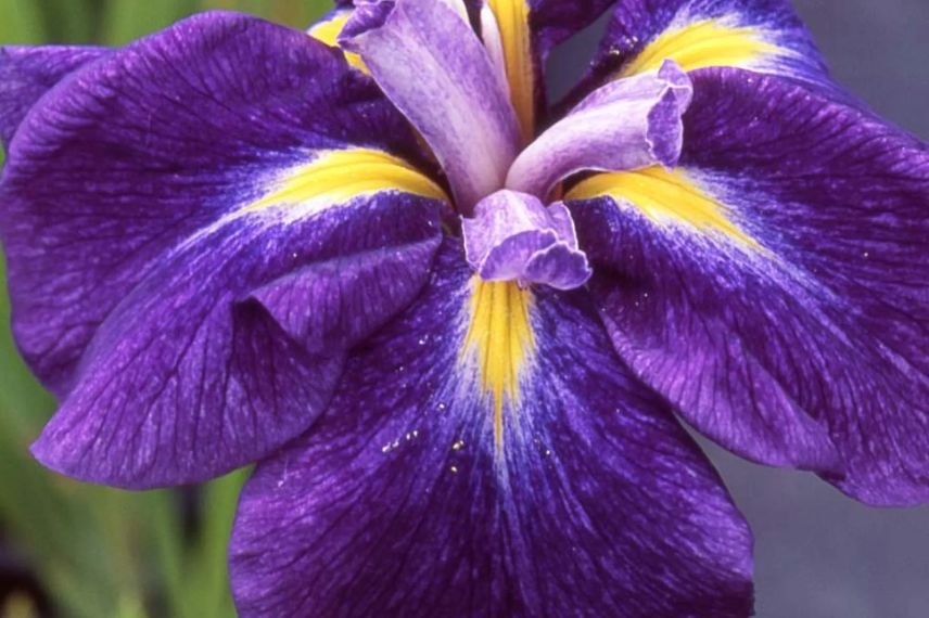 fleur violette d'iris du japon