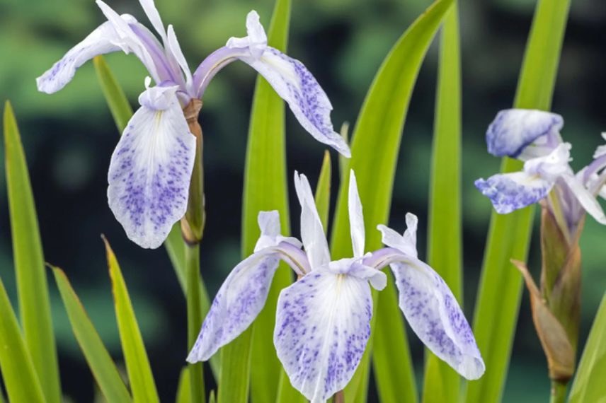 fleurs d'iris blanches mouchetées de violet