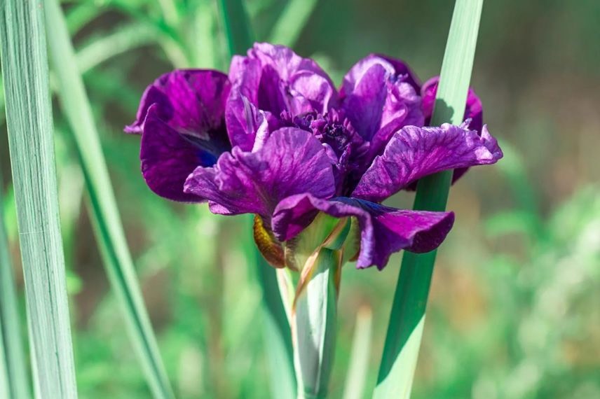 fleurs violettes d'iris de sibérie