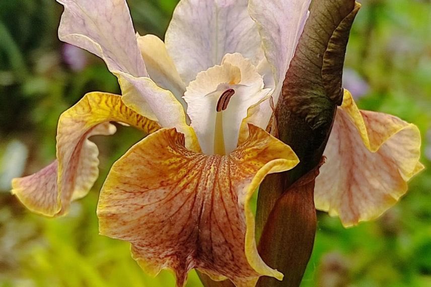 fleur d'iris de sibérie jaune moutarde