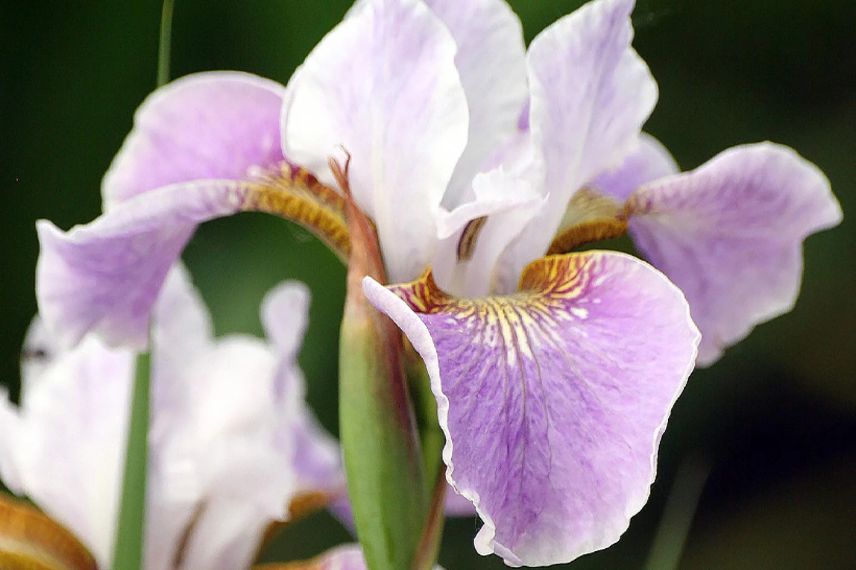 Iris de sibérie à fleurs roses et blanches