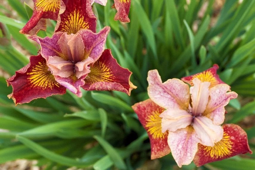 fleurs d'iris orange