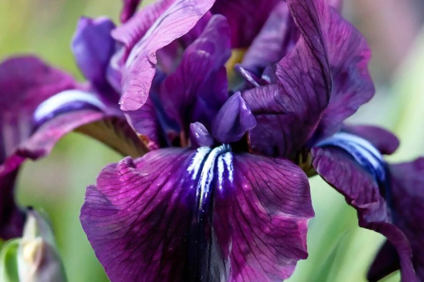 fleur pourpre d'iris de sibérie