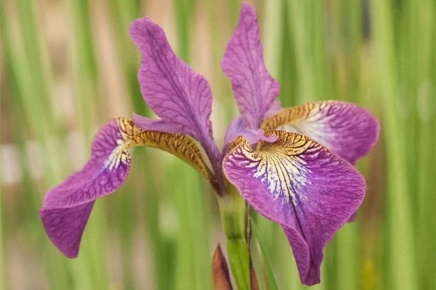 fleur rose pourpre d'iris sibirica