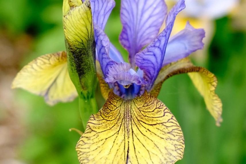 fleur d'iris bicolore