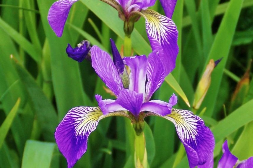 iris des marais violet