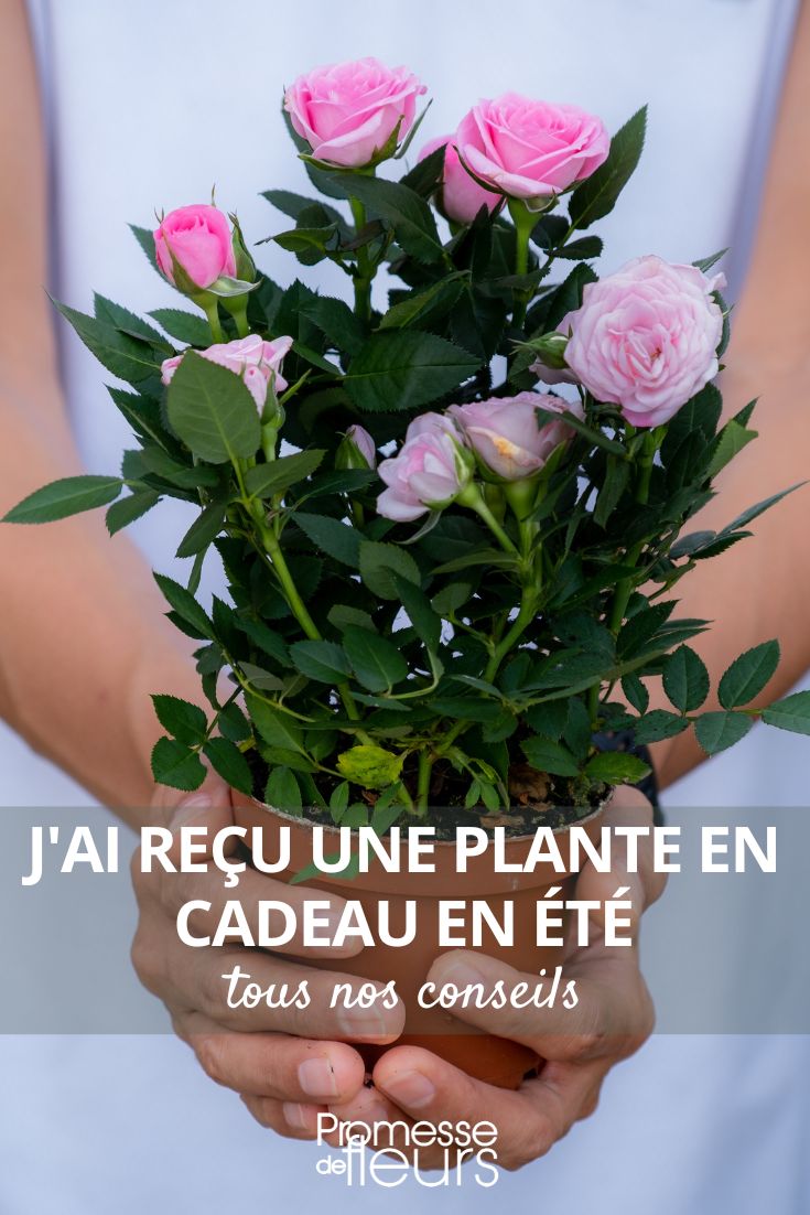 rosier en cadeau en été