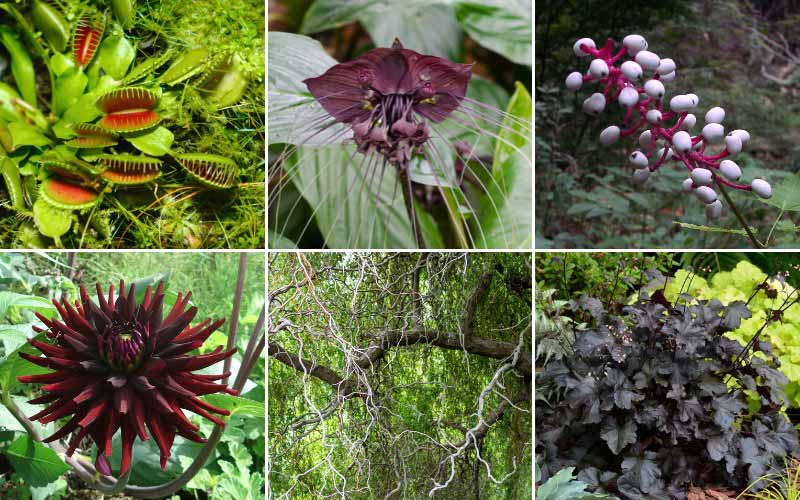 Plantes terrifiantes pour Halloween