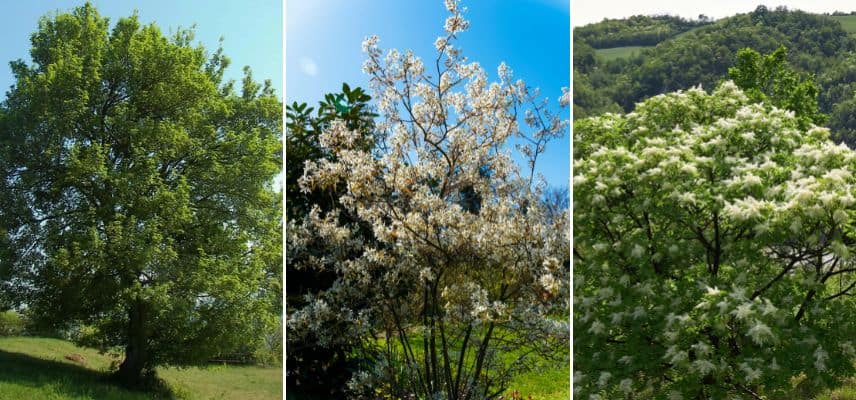 Acer campestre, Amelanchier lamarckii et Fraxinus ornus