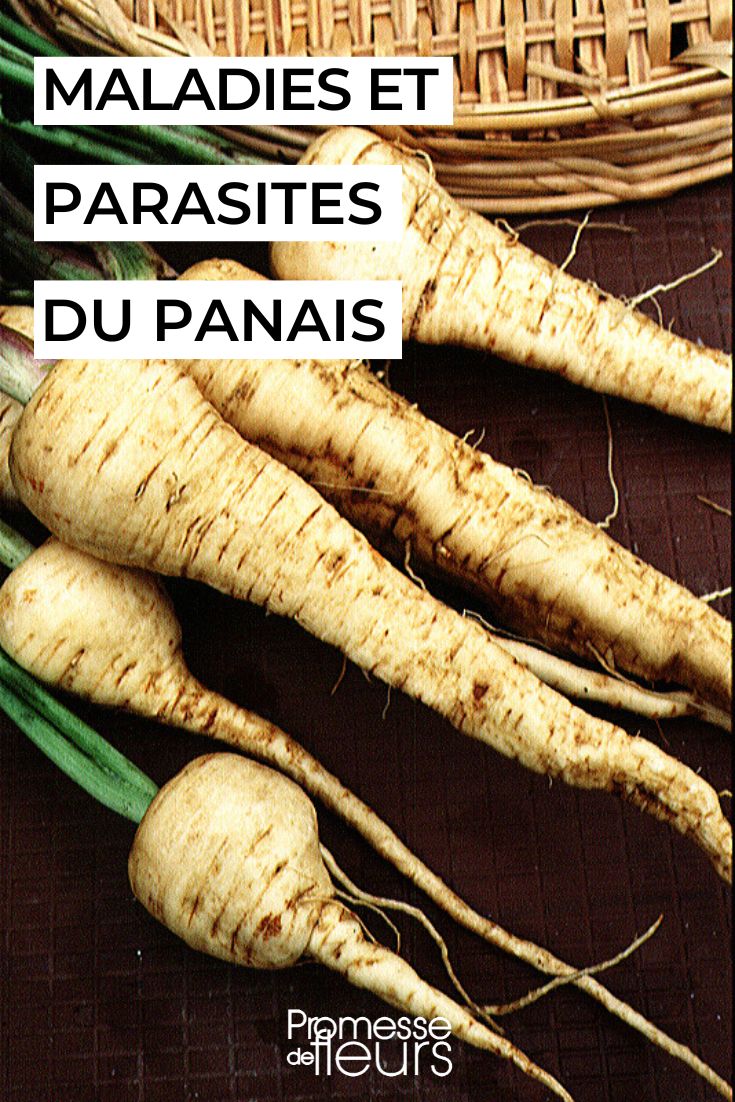 soigner les panais