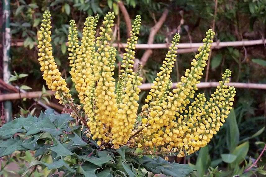 Mahonia