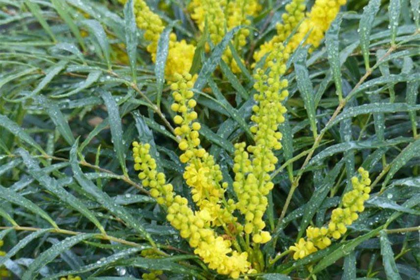 épis jaunes de Mahonia