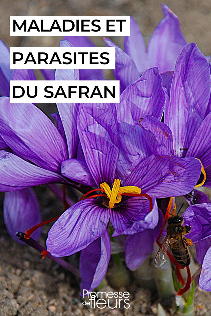 soigner les crocus