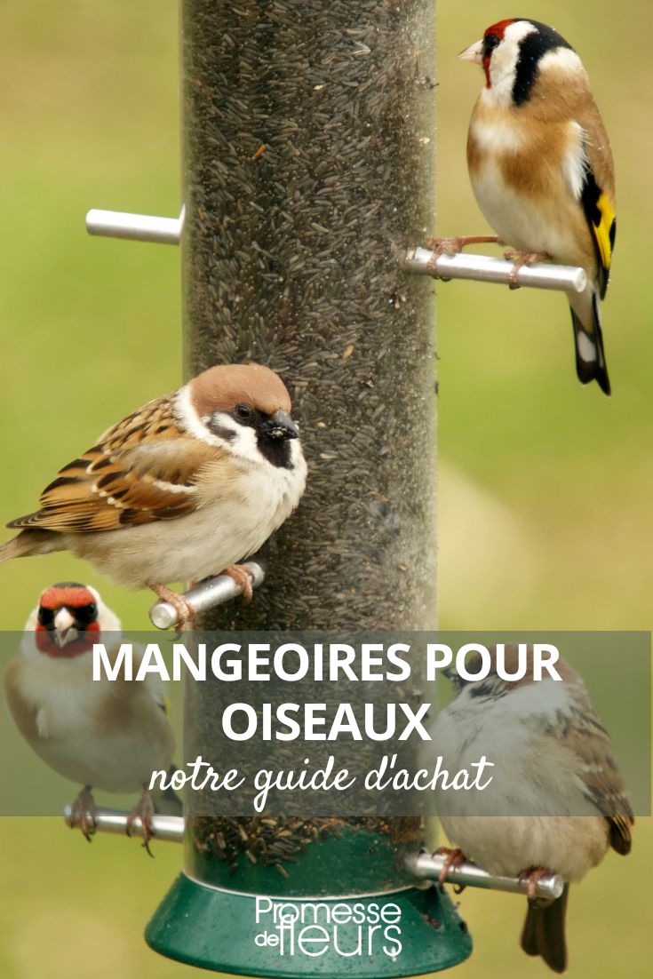 choisir une mangeoire pour oiseaux