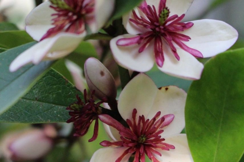 fleurs blanches de michelia