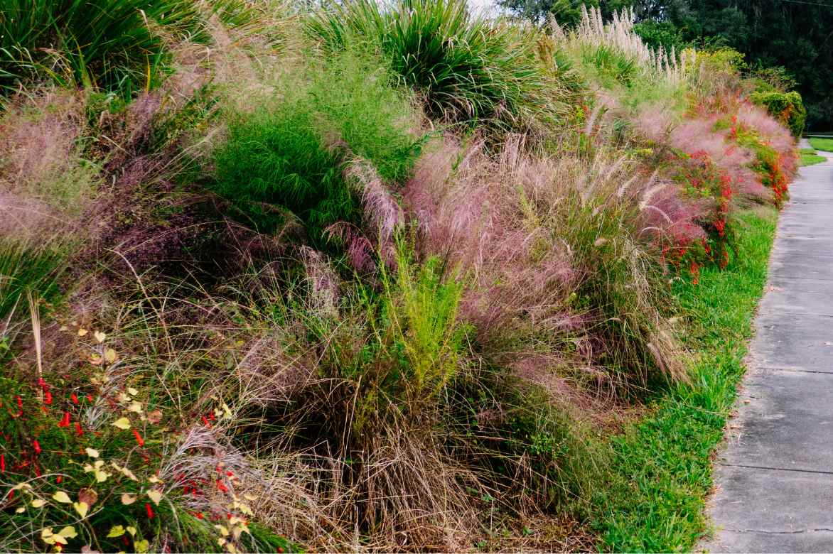 ou planter le muhlenbergia