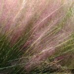 Muhlenbergia : planter, cultiver et entretenir