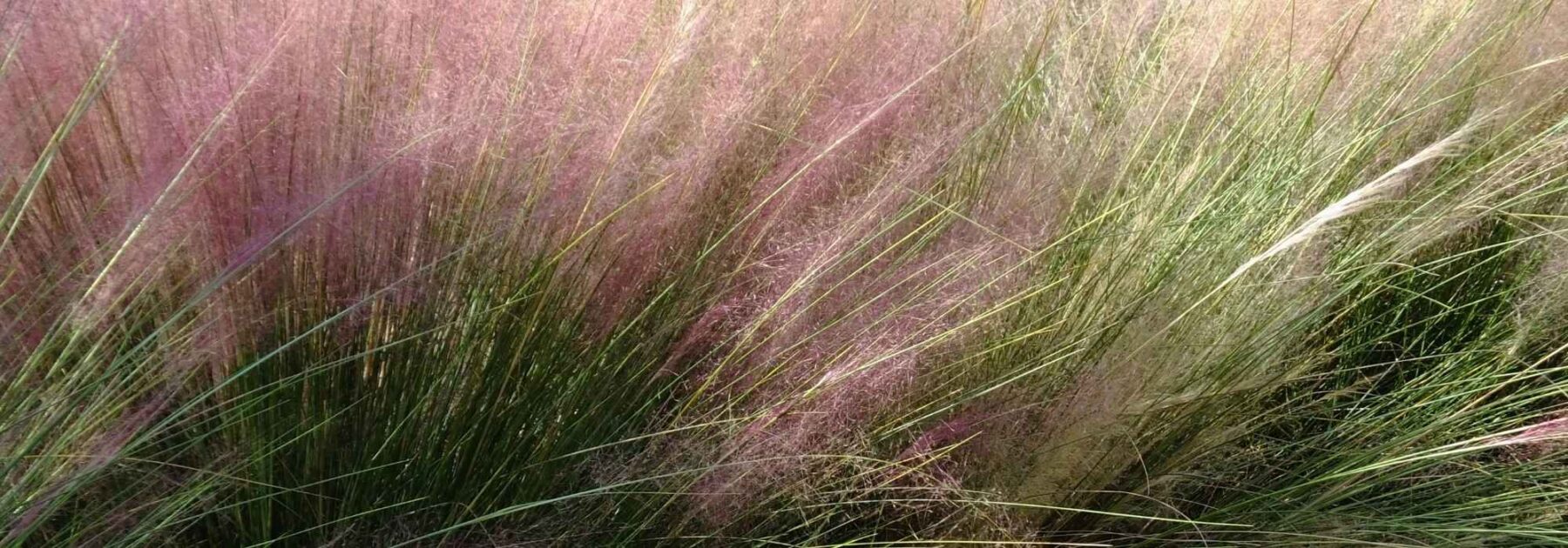 Muhlenbergia : planter, cultiver et entretenir