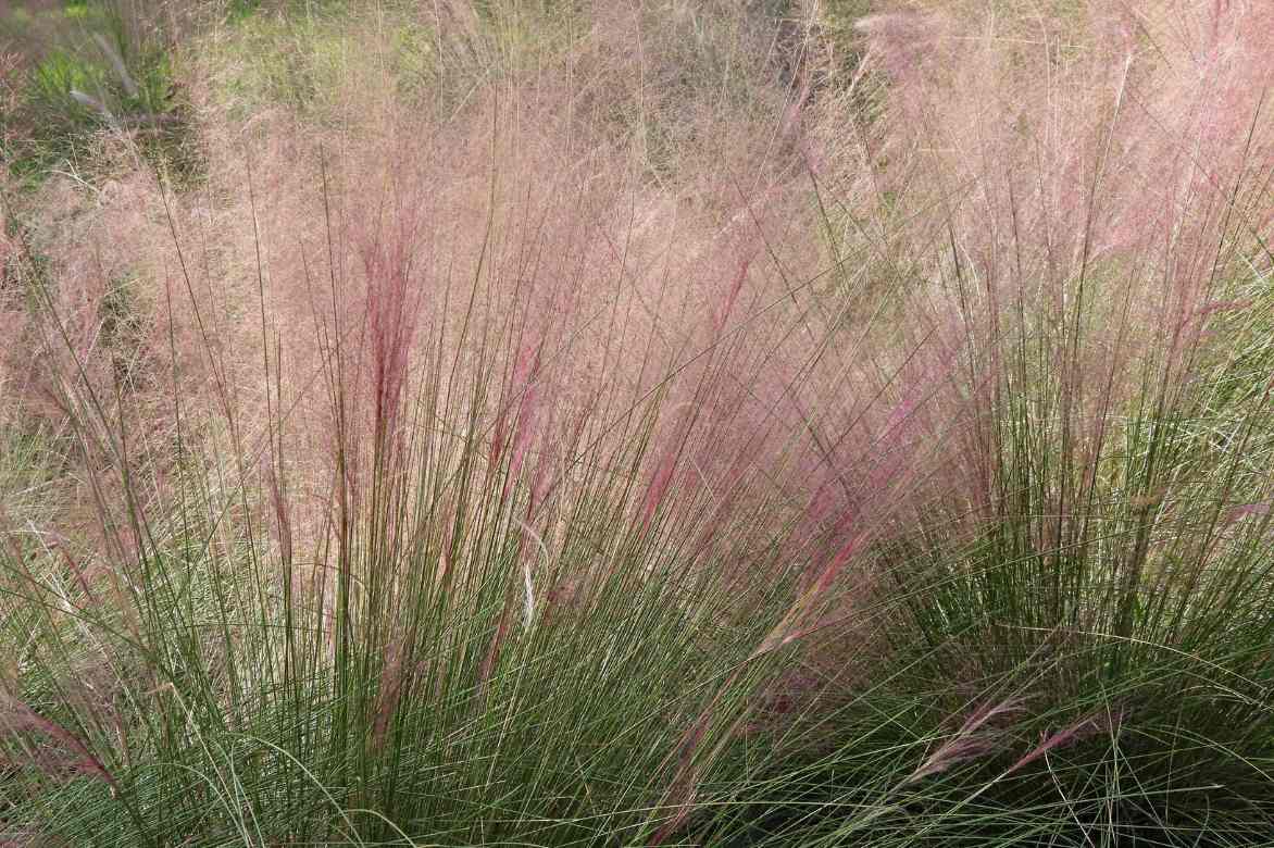 Muhlenbergia