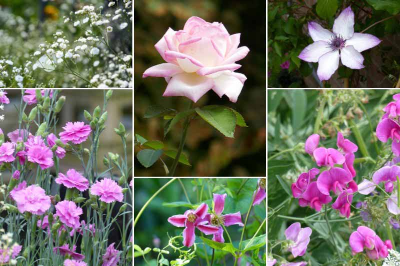 Rosier 'Princesse de Monaco' dans un jardin romantique