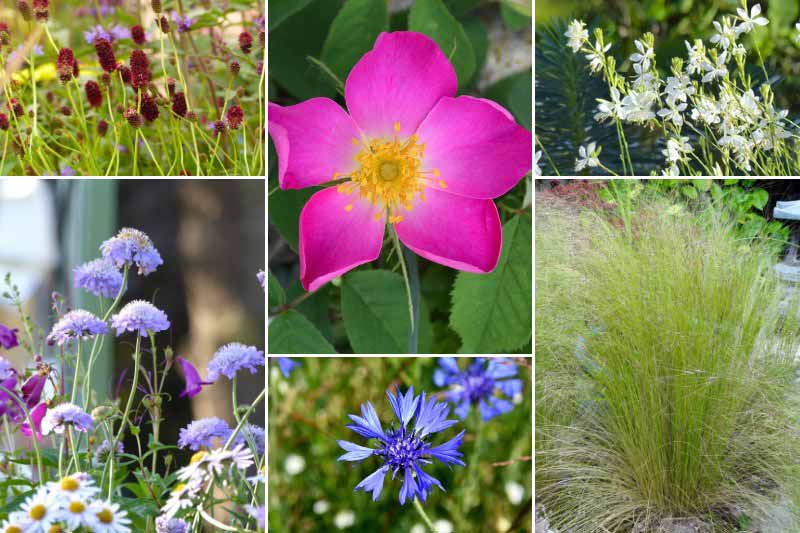 Jardin naturaliste avec le Rosa gallica