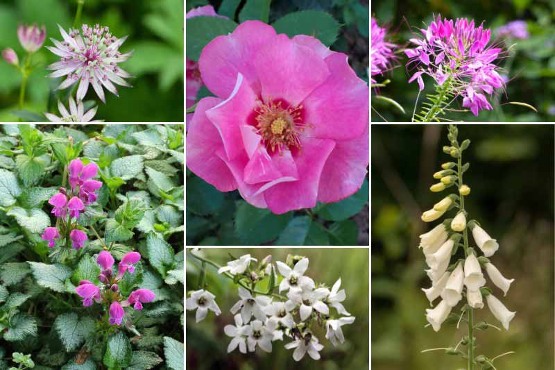 Jardin rose et blanc avec le rosier 'See You in Rosé'