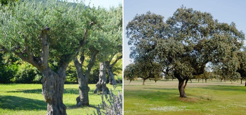 les arbres pour terrains secs