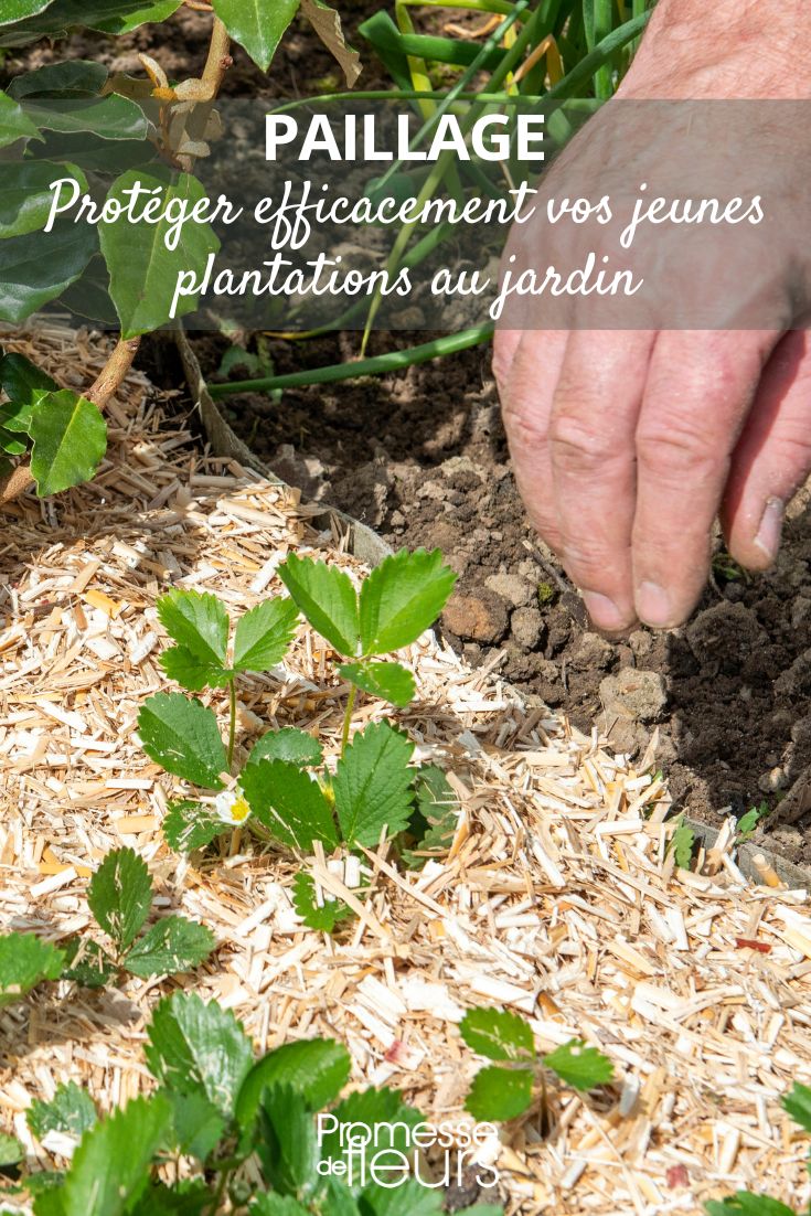 pailler les jeunes pousses du jardin