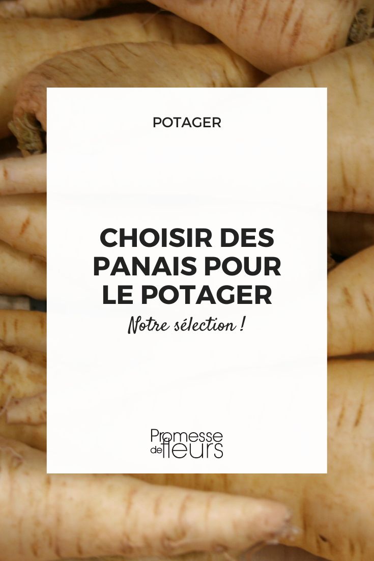 choisir des panais pour le potager